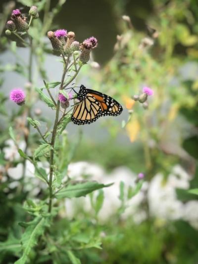 single monarch butterfly on a pink wildflower in grass