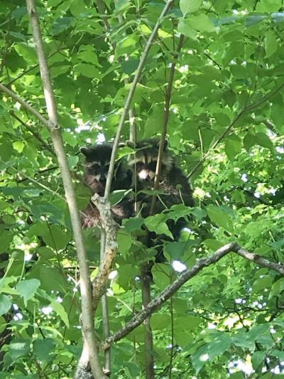 two baby racoons sitting in a tree full of green leaves