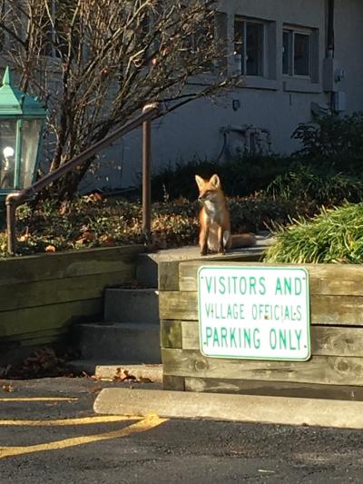 fox perched on concrete steps outside of the community building