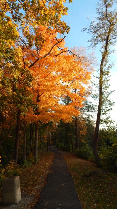 orange fall foliage and the path 
