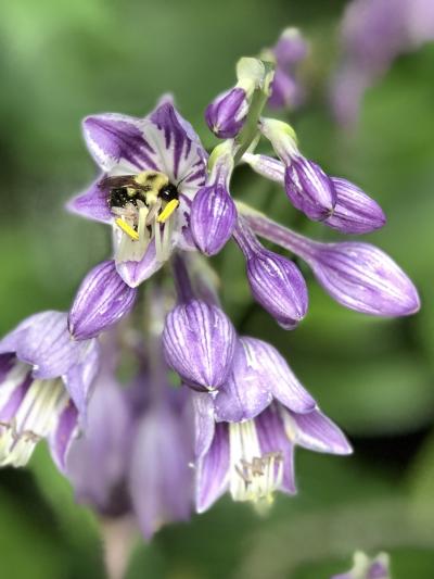 bee inside hosta flower