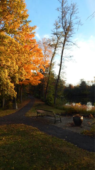 orange leaves on the trees and a bench at the lake 
