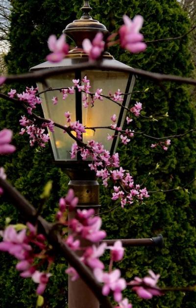 illuminated lantern with pink flowered tree branches in front
