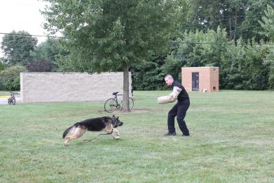 german shepard running towards officer with protector on his arm in a field 
