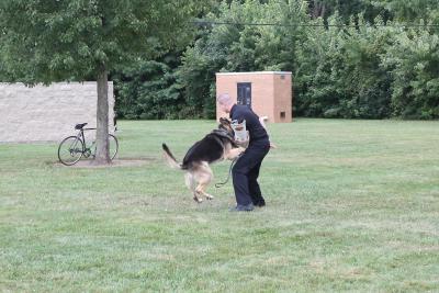 german shepard playing with officer in field 